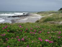 Dünenrosen Insel Hiddensee