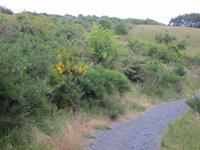 Wanderweg im Dornbusch nach Grieben - Insel Hiddensee