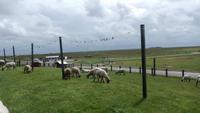 Hallig Hooge