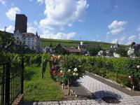 Rüdesheim (1)