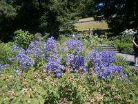 schöne Blüten und tolle Farben