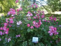 Strauchrosen in großer Vielfalt