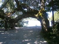 Interessante Gewächse im Park