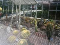 Blick in ein Gewächshaus mit Kakteen