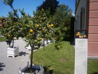 Zitrusfrüchte in großer Vielfalt und Größe