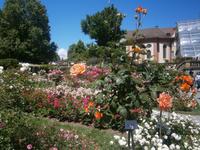 Rosen, wohin das Auge reicht