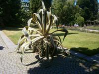 wunderschön gewachsene Grünpflanze