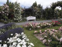 Hochzeit von Lavendel und Rose