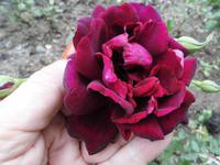 die schwarze Rose in Sangerhausen