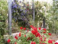 Vereinigung von Rose und Clematis