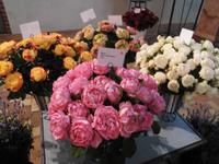 Königin der Blumen -die Rose