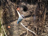 toter Eisvogel im NABUHAUS