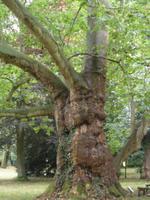 250jährige Platane