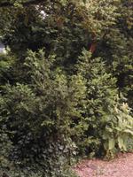 400jährige Buchsbaumhecke 