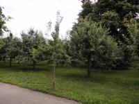 Streuobstwiese am Schloss