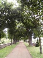 alte und neue Linden