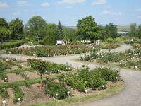 IMG_4406 RRosenanlage