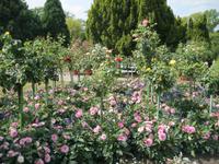 IMG_4418 Rosenstämme