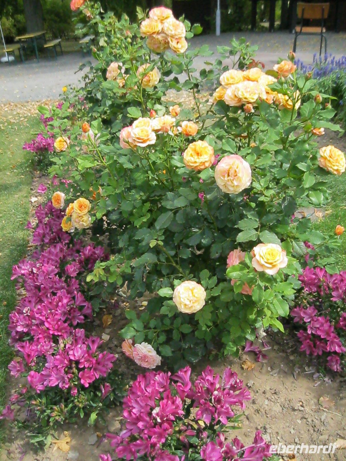 IMG_4426  Pflanzideen