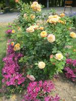 IMG_4426  Pflanzideen