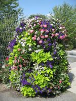 IMG_4434 Blumenpyramide