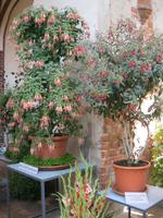 IMG_4449 Fuchsien in allen Farben