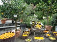 10_Mainau_Impressionen_6