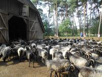 Landschaftsschutzgebiet Höpen (Schnucken-Austrieb aus dem Schafstall)