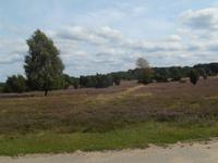 Kutschfahrt durch die Lüneburger Heide
