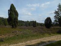 Kutschfahrt durch die Lüneburger Heide