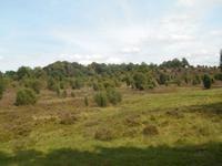 Kutschfahrt durch die Lüneburger Heide