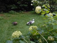 Weltvogelpark Walsrode (Magellangans)