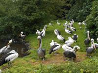 Weltvogelpark Walsrode (Pelikan-Bereich)