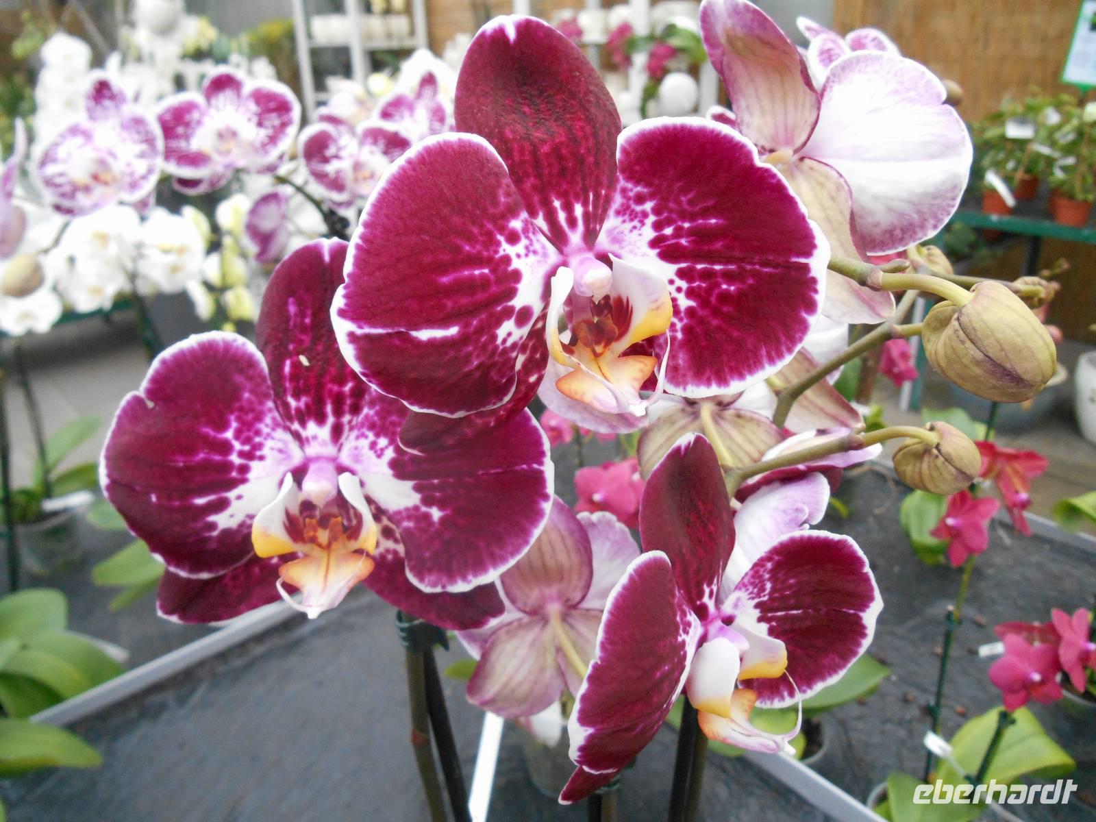 Orchideenzentrum Wichmann in Celle