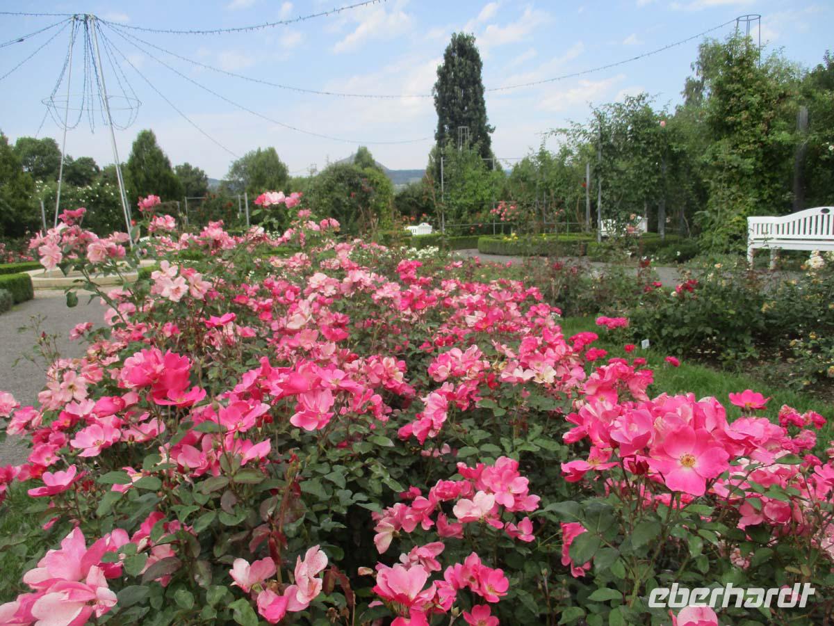 Im Europa-Rosarium