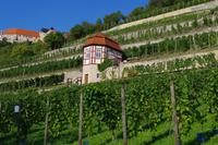 Weinpause im Weingut Herzer