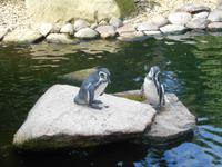 Weltvogelpark Walsrode (bei den Pinguinen...)