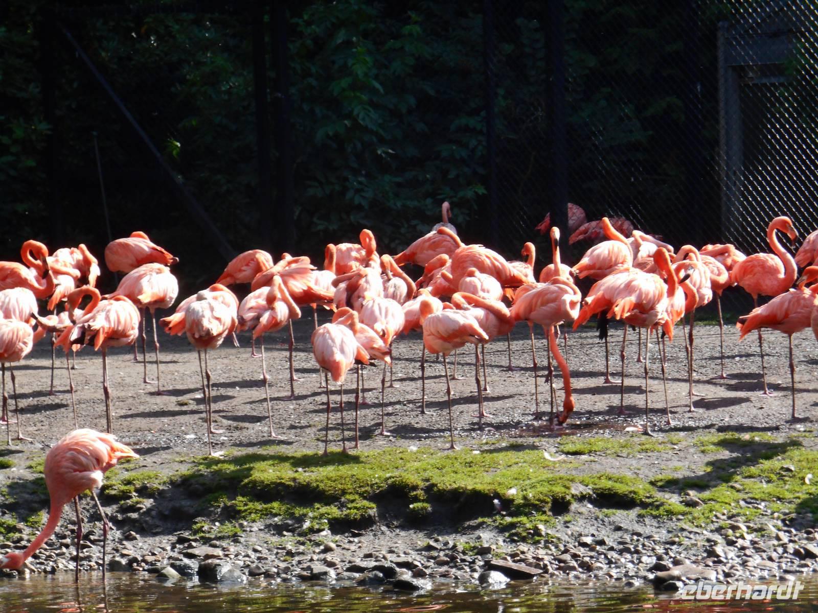 Weltvogelpark Walsrode (bei den Flamingos...)