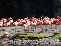 Weltvogelpark Walsrode (bei den Flamingos...)