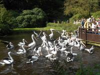 Weltvogelpark Walsrode (Fütterung der Flamingos)