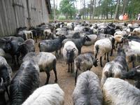 Landschaftsschutzgebiet Höpen (