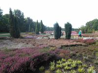 Landschaftsschutzgebiet Höpen (Heidegarten)