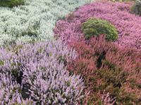 Landschaftsschutzgebiet Höpen (Heidegarten)