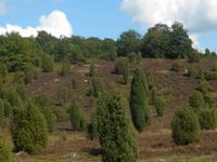 Kutschfahrt durch die Lüneburger Heide