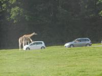 Serengeti-Park Hodenhagen (Serengeti-Bustour)