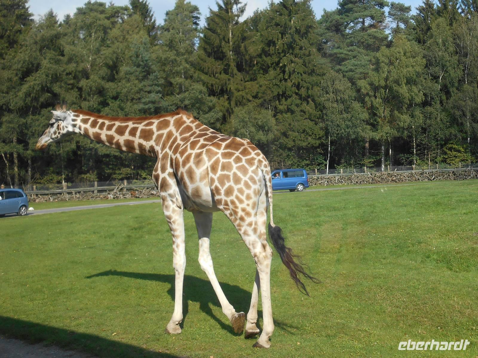 Serengeti-Park Hodenhagen (Serengeti-Bustour)
