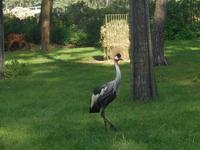 Serengeti-Park Hodenhagen (Serengeti-Bustour)