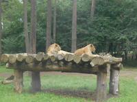 Serengeti-Park Hodenhagen (Serengeti-Bustour)