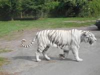 Serengeti-Park Hodenhagen (Serengeti-Bustour)