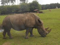 Serengeti-Park Hodenhagen (Serengeti-Bustour)